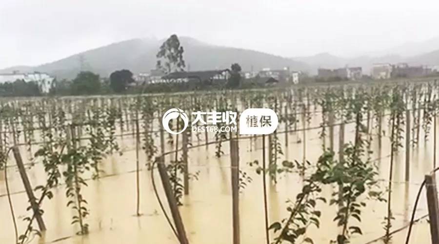 百香果烂根专用药,百香果树烂根抢救方法