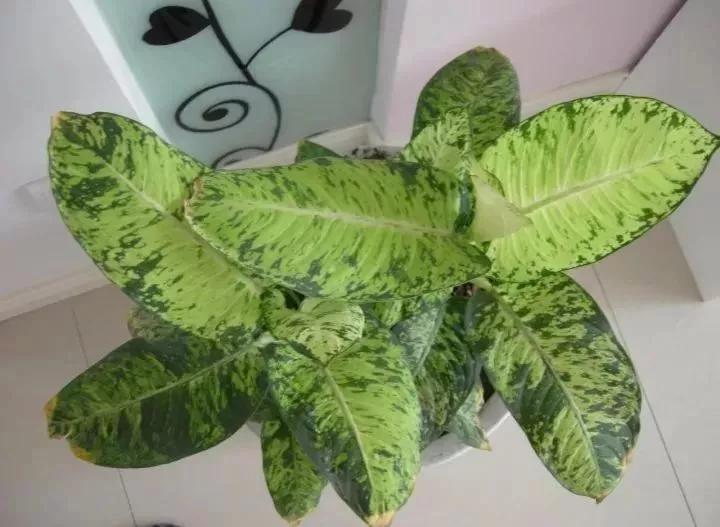 作物缺素原因及症状对照表收藏版,作物营养缺素诊断与科学施肥