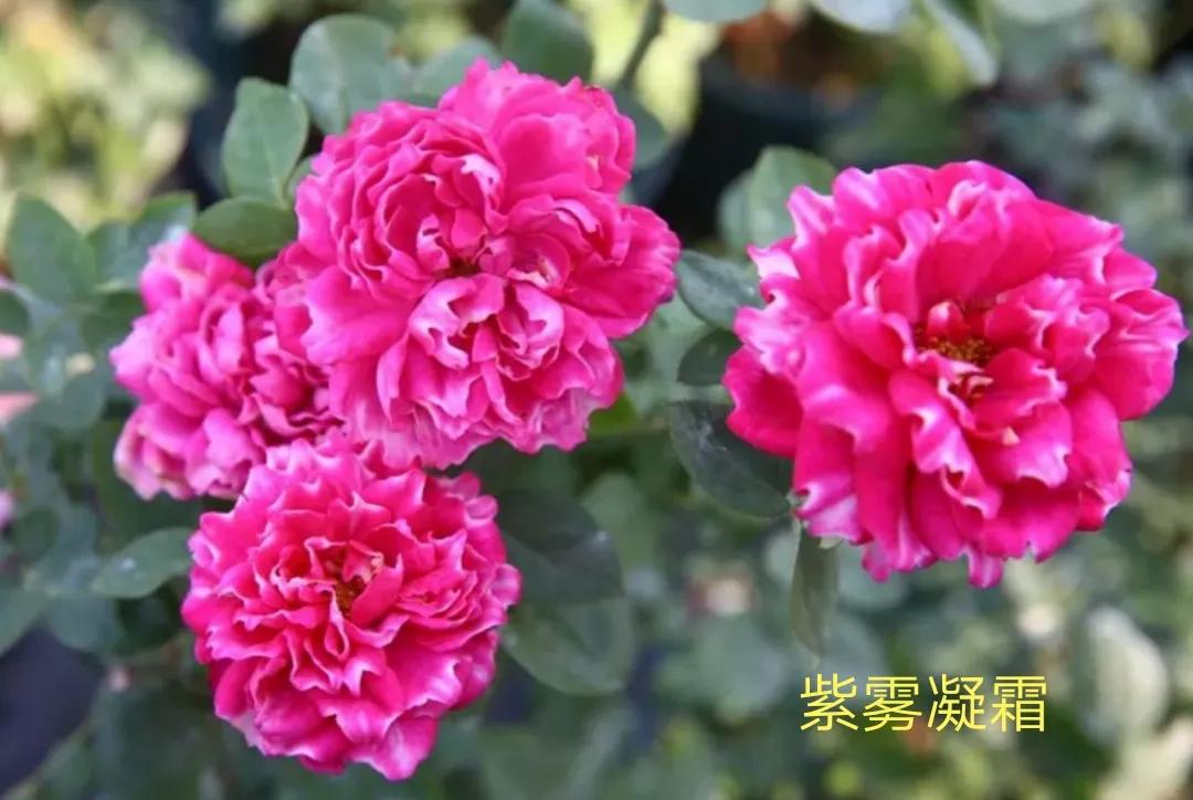 适合做切花的月季品种,十大公认最好切花月季