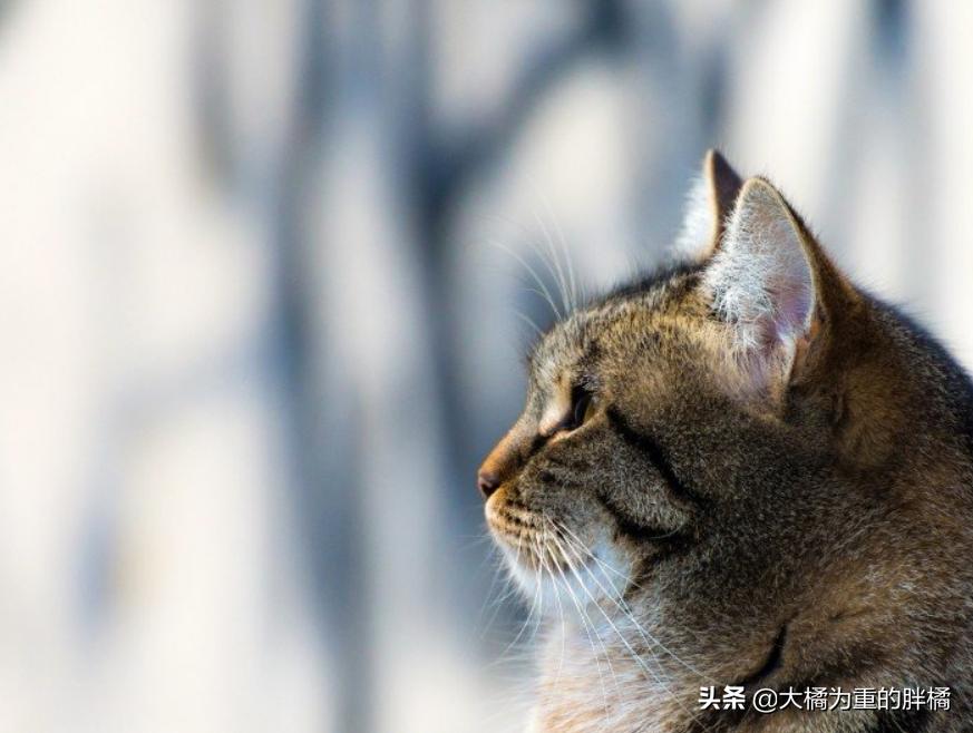 猫咪丢失5天后被流浪猫送回家,黑猫被大叔带回来