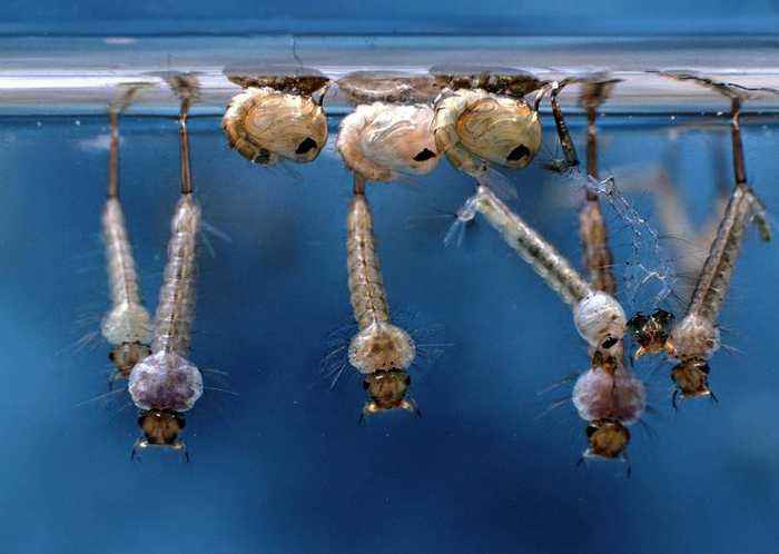 水培植物水里有小蚊子怎么办,夏天水培植物如何灭蚊子