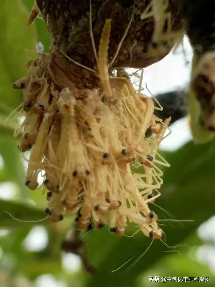吃果树的害虫甲虫,农业害虫昆虫
