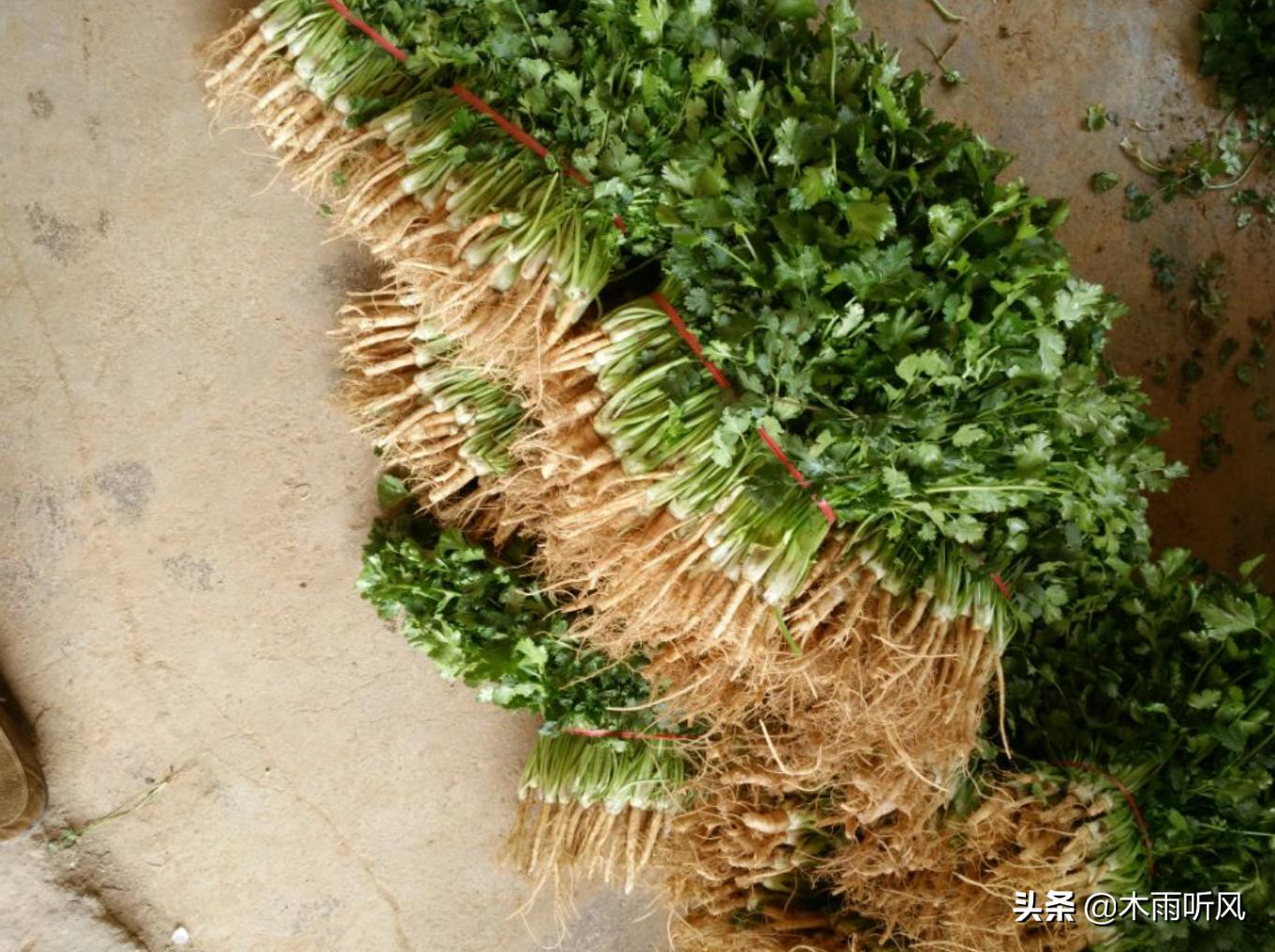 香菜发紫怎么回事,香菜叶子有斑点发黄怎么办