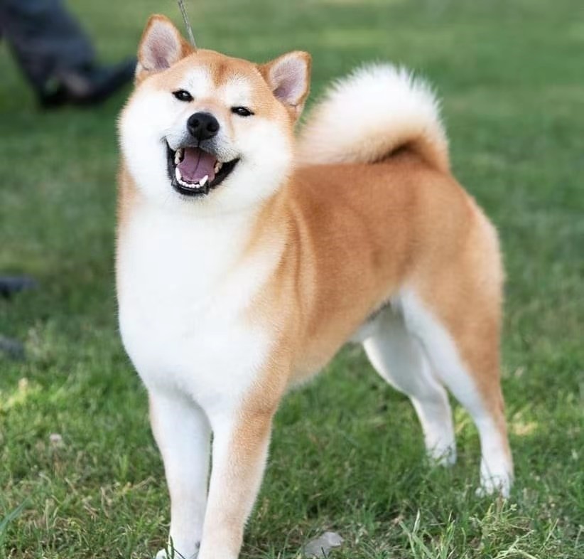 柴犬好养吗优缺点有哪些,柴犬好养么