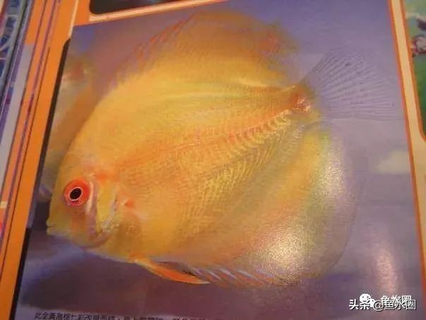 七彩神仙品系图谱,七彩神仙全系品种介绍