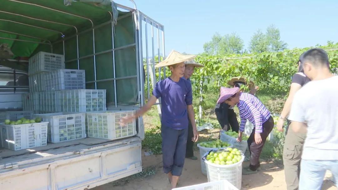 致富有道︱小小黄金百香果，托起乡村“致富梦”