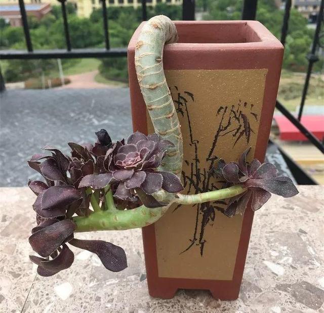 没躲过夏季多肉陡长,学习大神这样做,养成绝美老桩