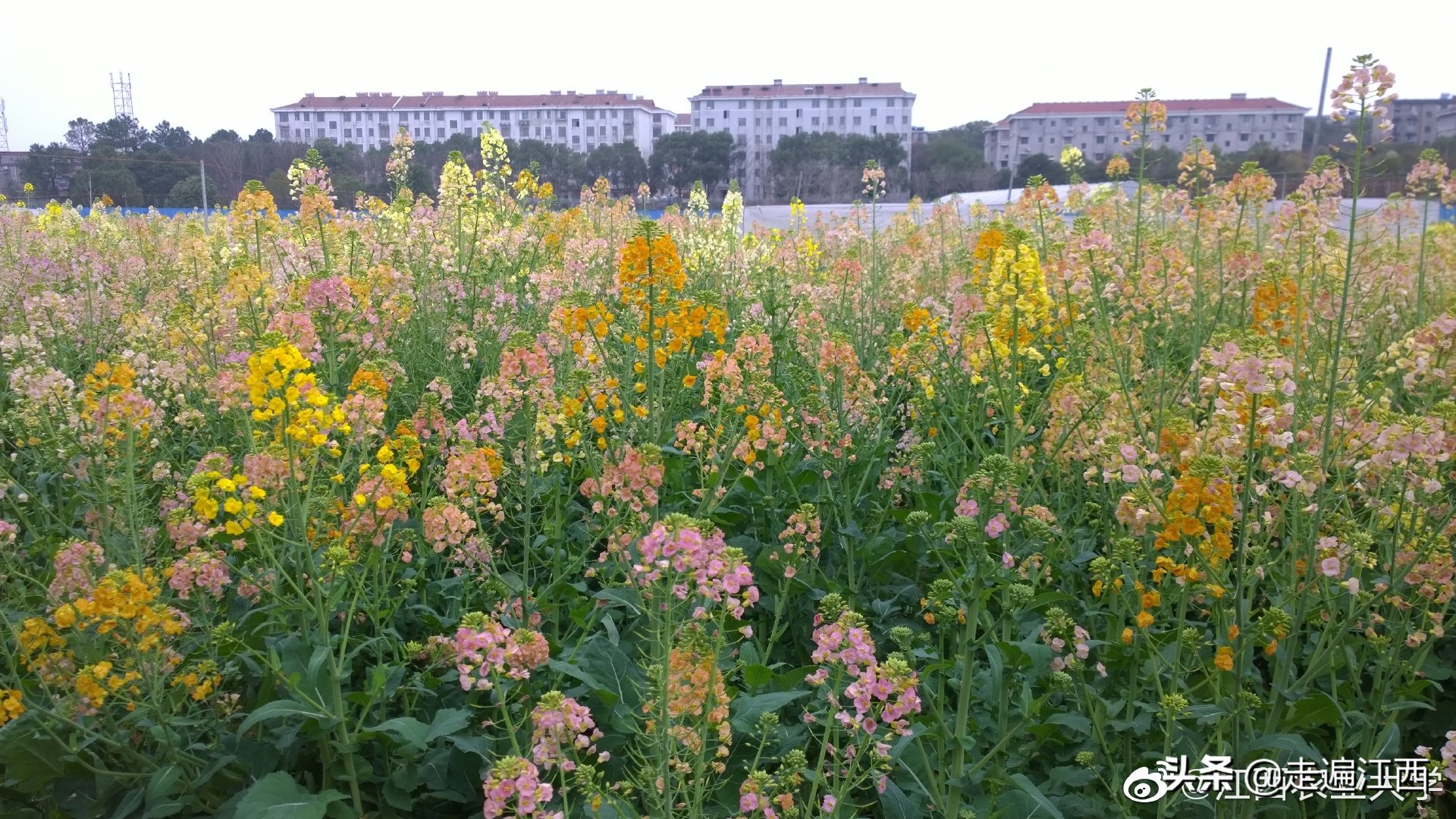 这所大学占地面积全国第二，江西第一，学风朴实风景优美