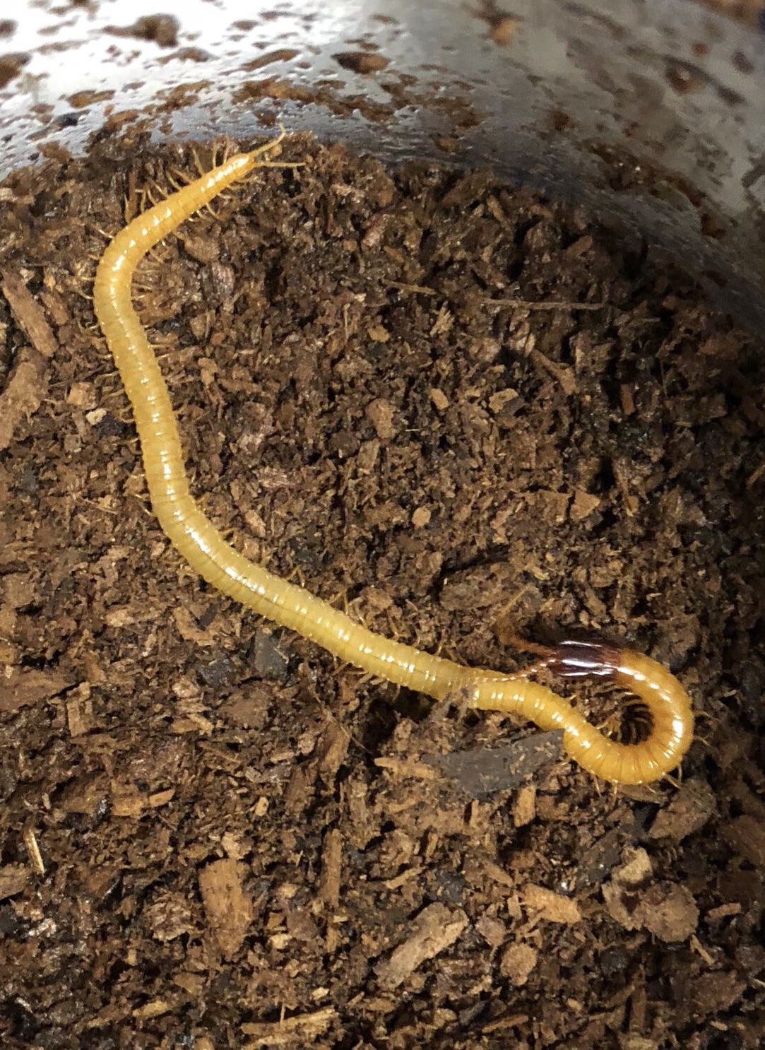 蚰蜒俗称钱串子千足虫,百足虫钱串子是蚰蜒吗