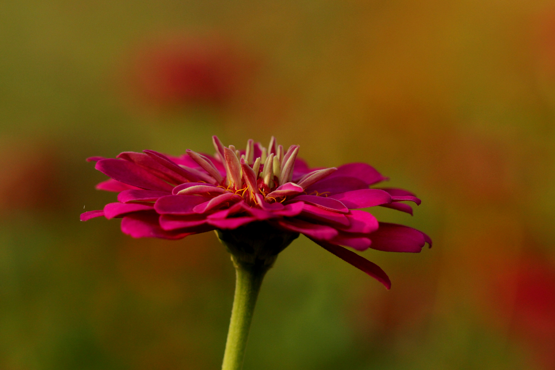 试解孙策东冶屠城事件之谜