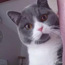 给猫咪装的摄像头是什么样子的,猫咪摄像头有哪些