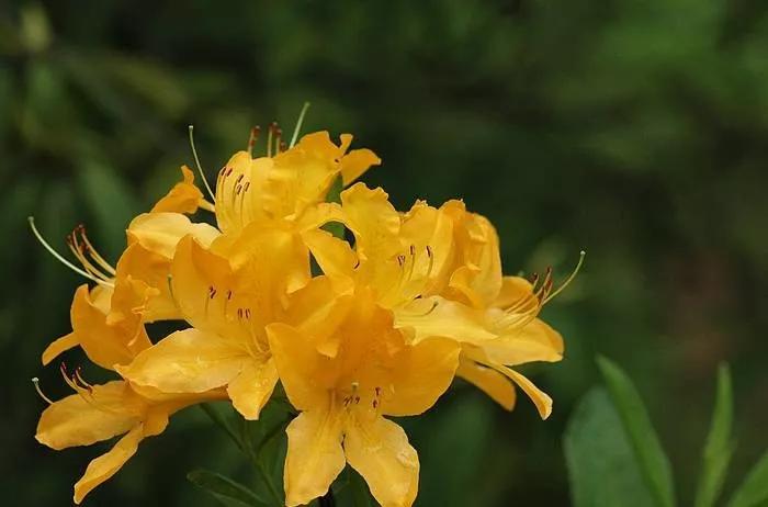 25种常见有毒的花草树木,警惕50种有毒植物