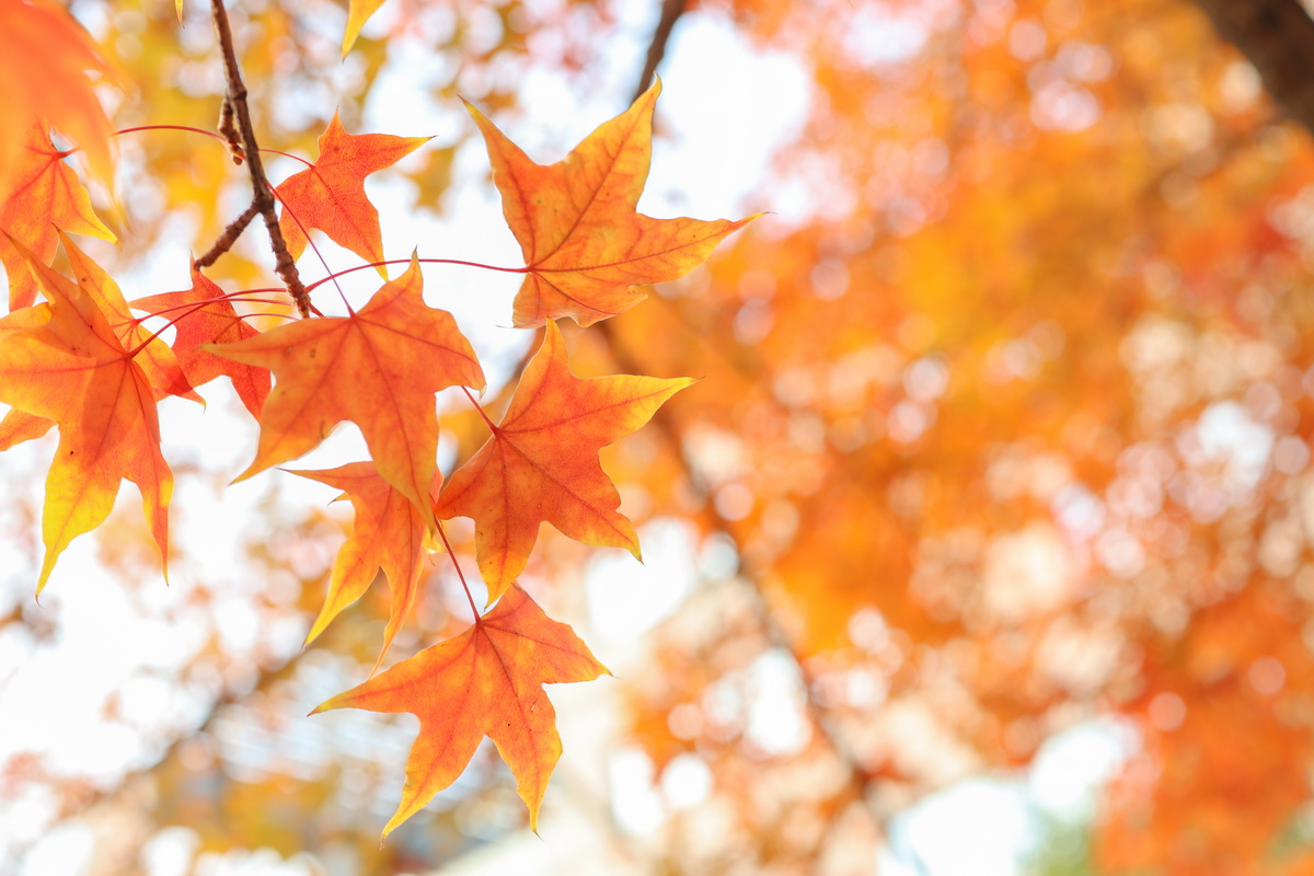 佳能eosm2值得买吗,佳能发布eosm200入门级无反相机