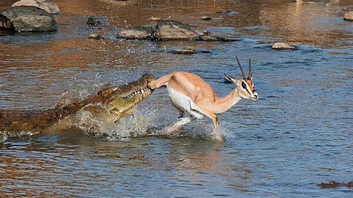 顶级捕猎者狩猎场面,狼群捕猎瞬间