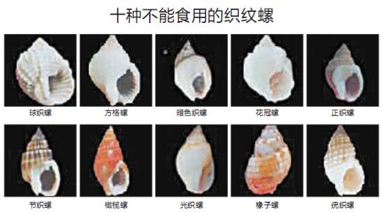 爱撩螺的广西人,近期千万别碰这东西!毒性很强,暂无药可解…