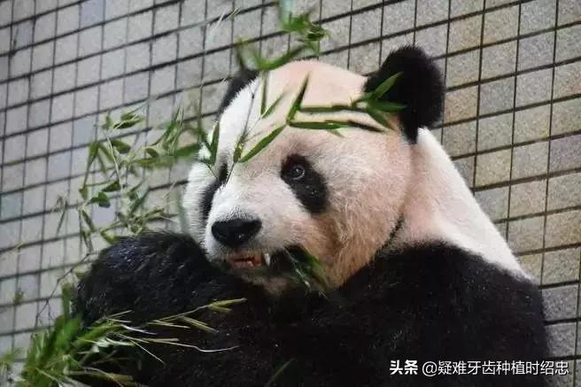 大熊猫根管治疗,戴牙冠真的能保护好正常基牙吗