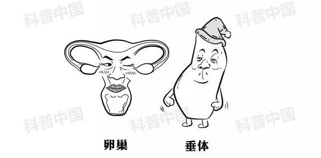 正经科普！避孕药在体内究竟经历了什么…