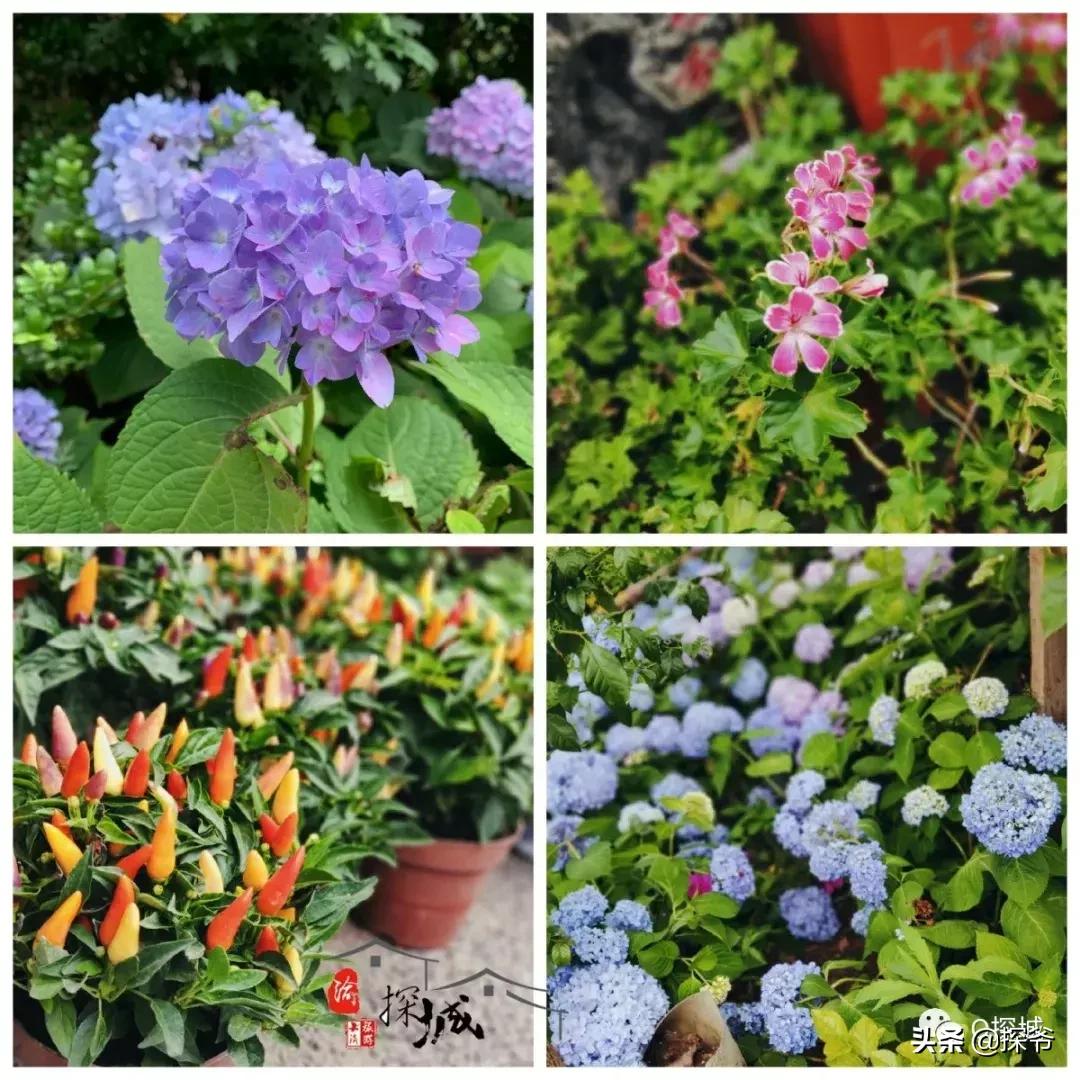 适合遛娃的地方重庆绿色星球,重庆150米神秘花园