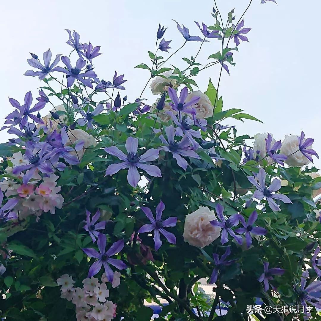 铁线莲折扣,铁线莲哪款值得入手