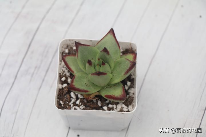 普通多肉怎么选花盆种植,初学者种植多肉技巧