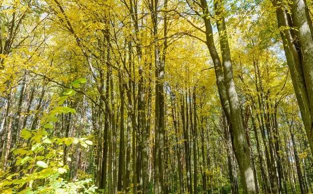 年轻人需要梦想的句子,年轻时有梦想的句子