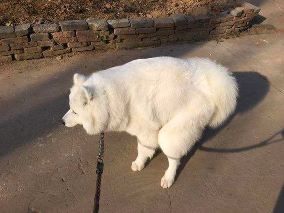 主人挑选牵引绳时出纰漏，萨摩耶出门后挣脱，注意三个正确方法！