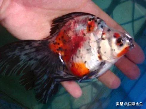 金鱼全身发红充血还能活多久,天气降温金鱼充血怎么办