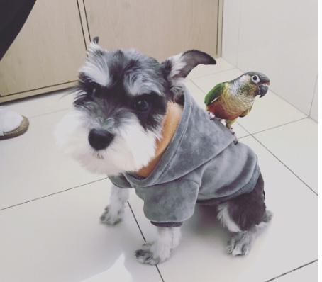 雪纳瑞的各种表现,雪纳瑞要多大才不调皮