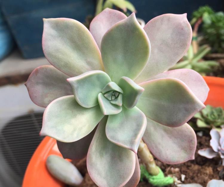 网购多肉老桩心欢喜，上盆时却犯了愁，应该怎么操作？