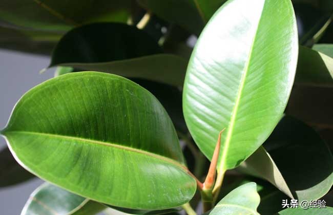 印度橡皮树的养殖方法视频讲解,橡皮树的养殖方法和注意事项大全