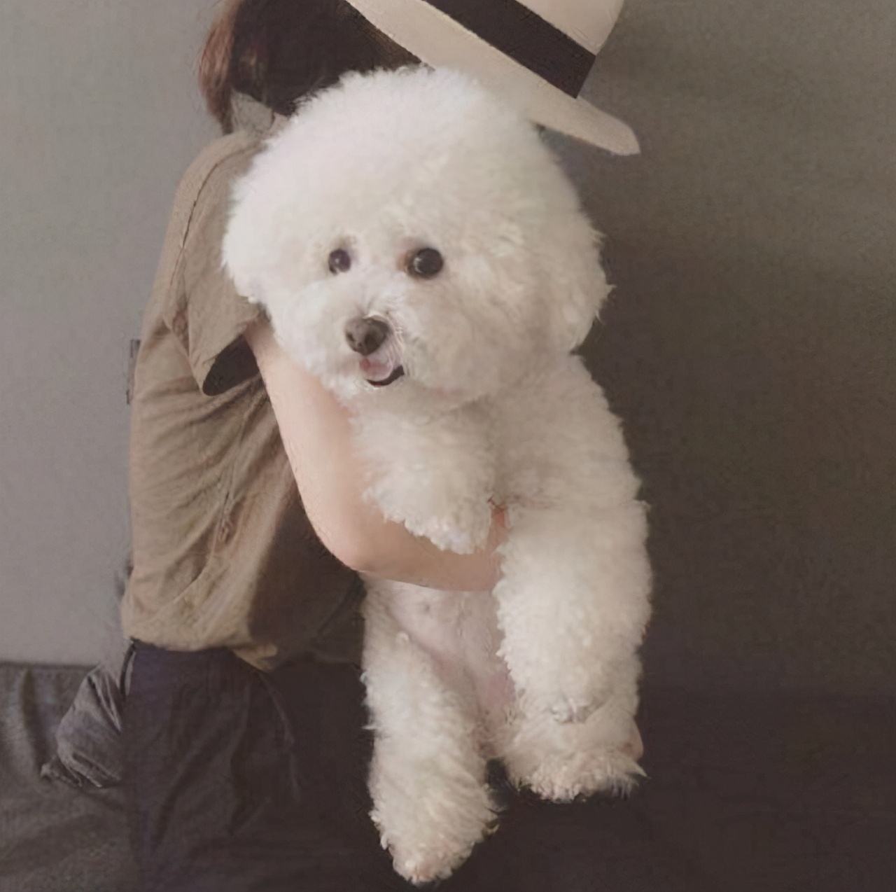 最好养的狗狗是哪种狗狗,最适合养的狗狗前十名