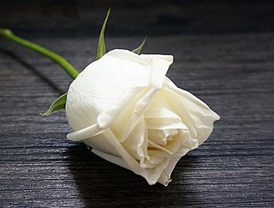 颜色不同价格不一样,粉色玫瑰和红色玫瑰的价格区别