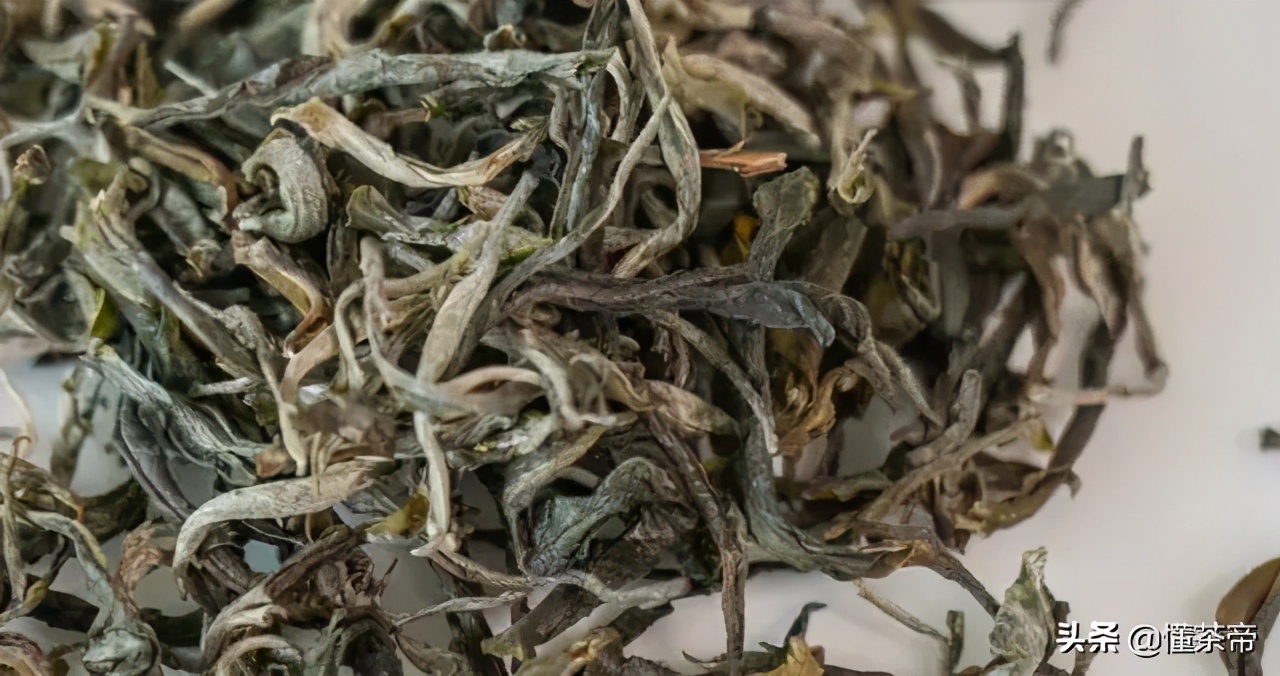 在云南的古树茶有哪些种类,云南最出名的十大古树茶