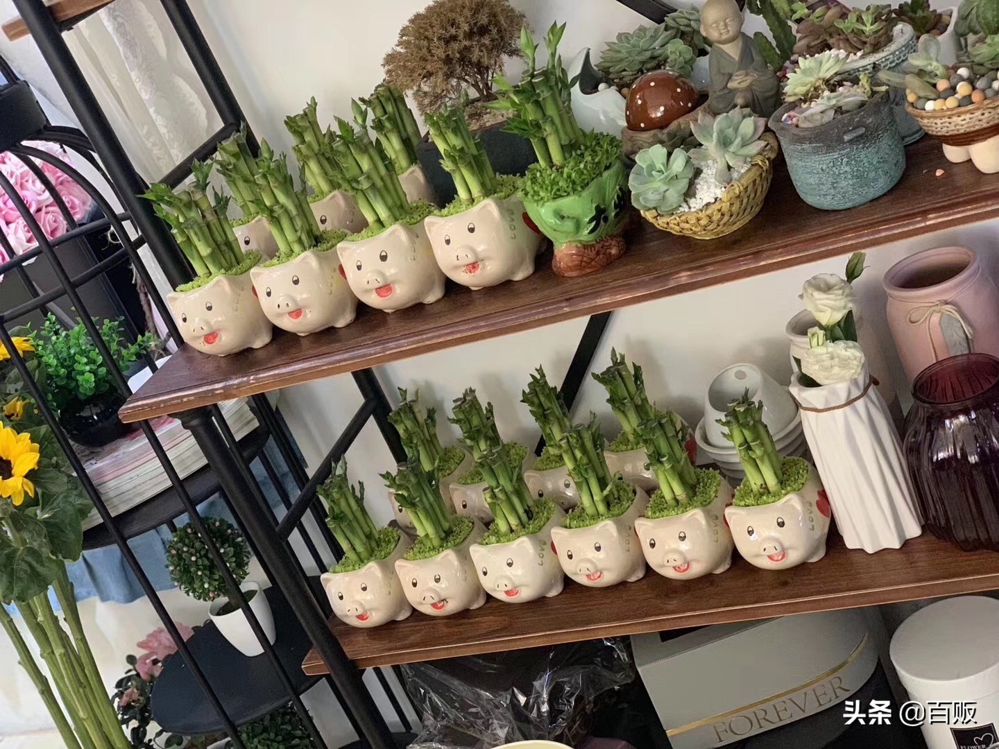 打造森系花房,闹市中的私家庭院花房