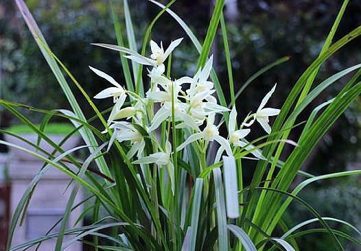 兰花长新根最快的方法,兰花新芽与老苗长得不一样