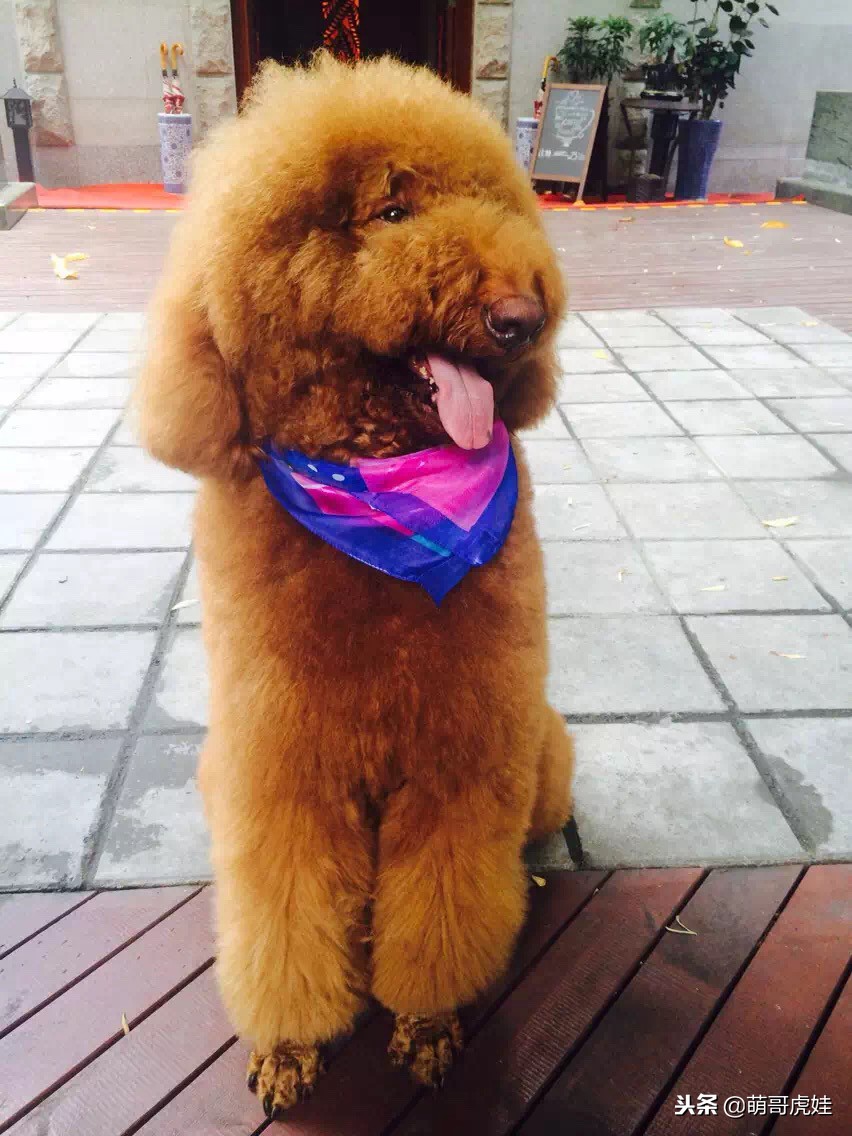 巨型贵宾犬剃完毛毛是什么样子的,巨型贵宾犬多大就能剪毛