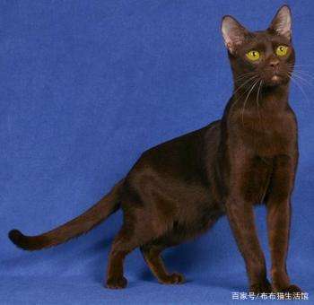 世界45种名犬图片大型犬,世界100种猫图片