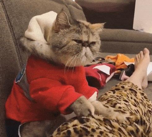 为什么很少有人养加菲猫,最难养的猫加菲猫