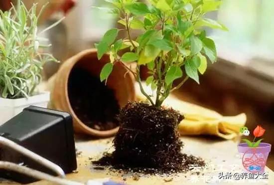 怪不得养不好花，原来养花土壤有酸碱性之分你知道如何辨别吗？