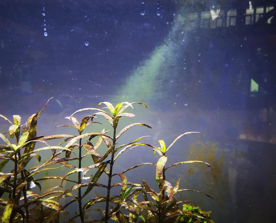 鱼缸养什么鱼不用经常换水,养热带鱼不进行水循环