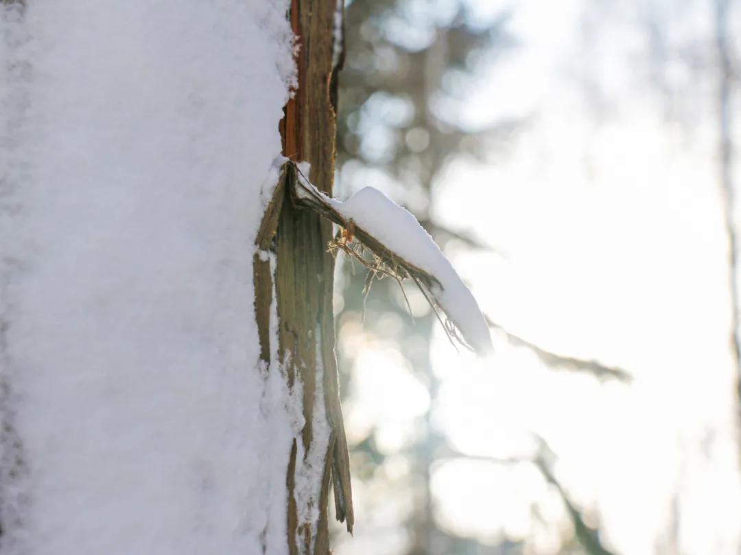 内工大初雪,大工山雪景