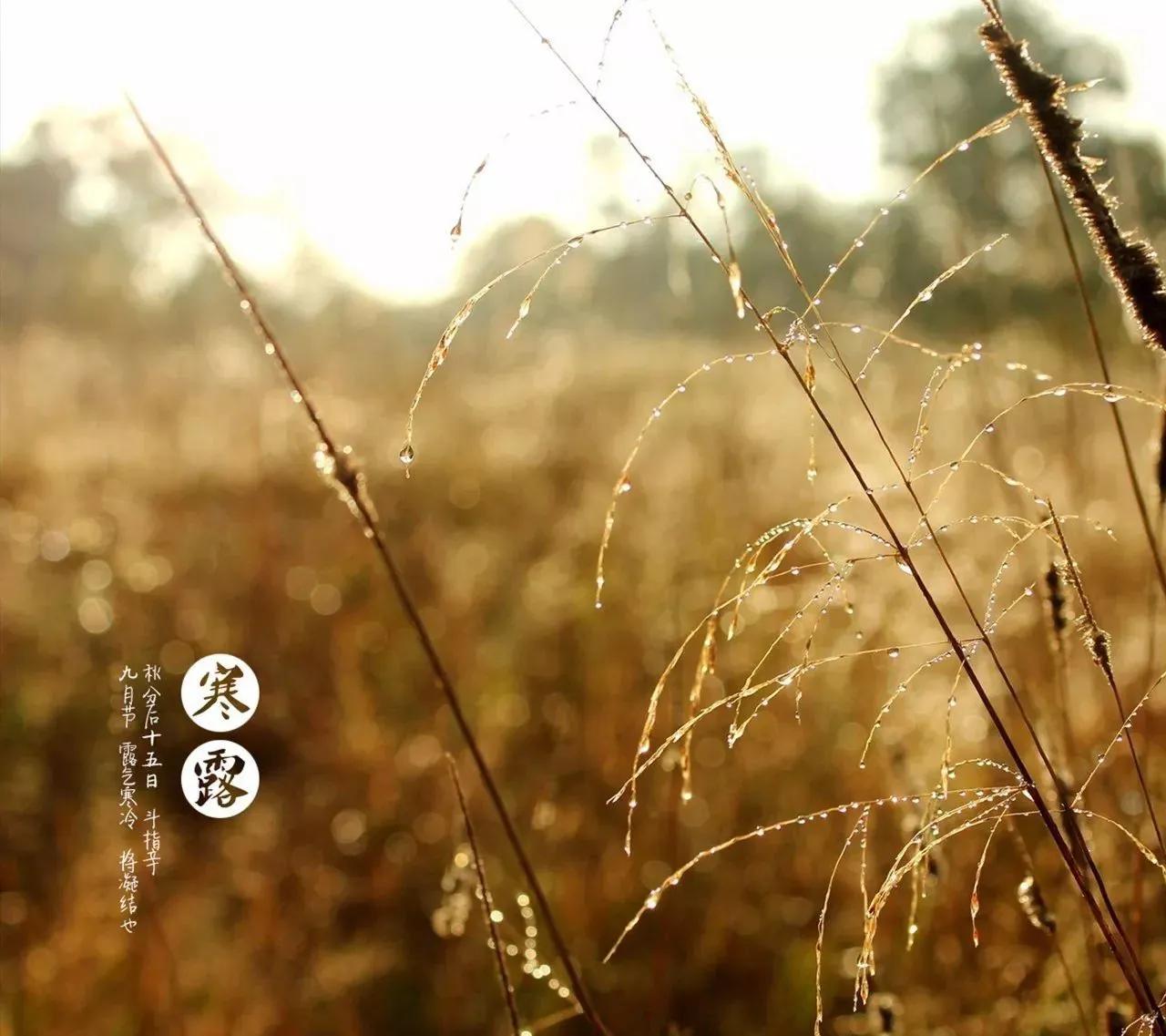 秋风萧瑟天气凉,寒露秋风落叶