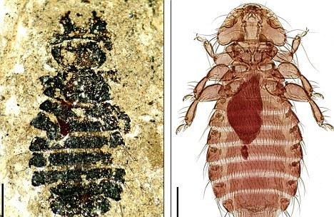 虱子存在的环境是哪样的,为啥阴虱比普通虱子难以去除