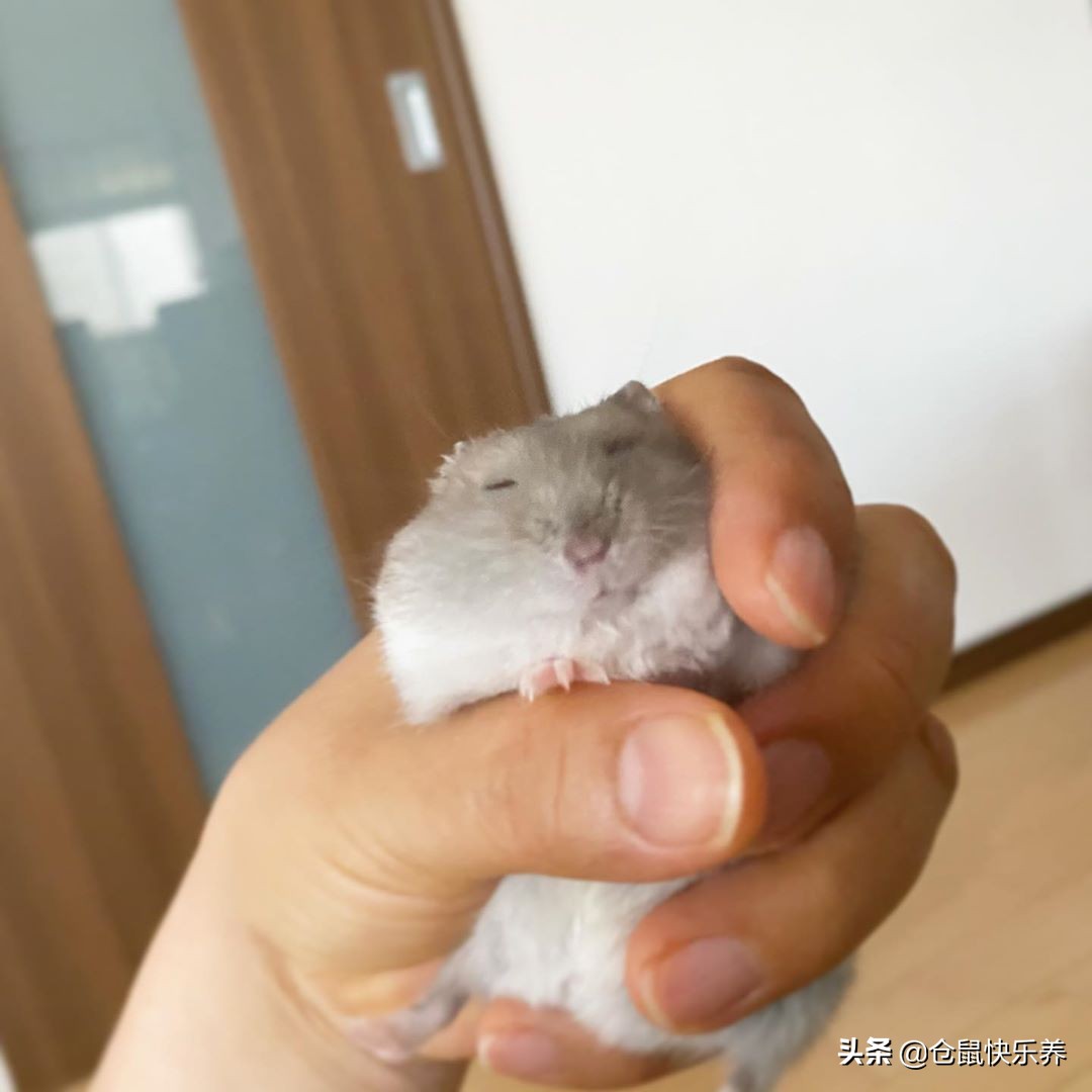 仓鼠趁主人不注意去野餐,仓鼠藏粮食被发现