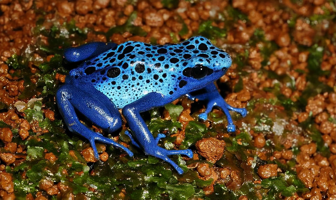 人类禁区地球之肺亚马逊雨林,勇闯地球禁区探索南美亚马逊雨林