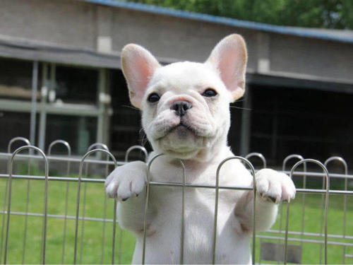 法斗价格为什么跌,法斗为什么价格越来越低