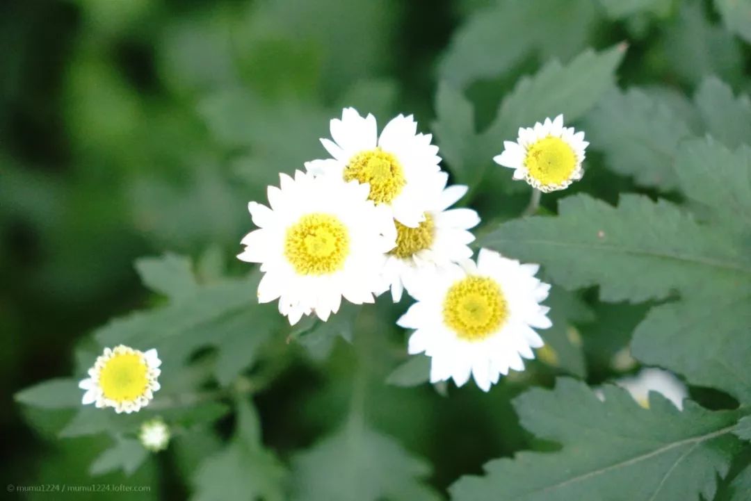 中文到底有多美朗诵原稿,中文到底有多美朗诵背景视频