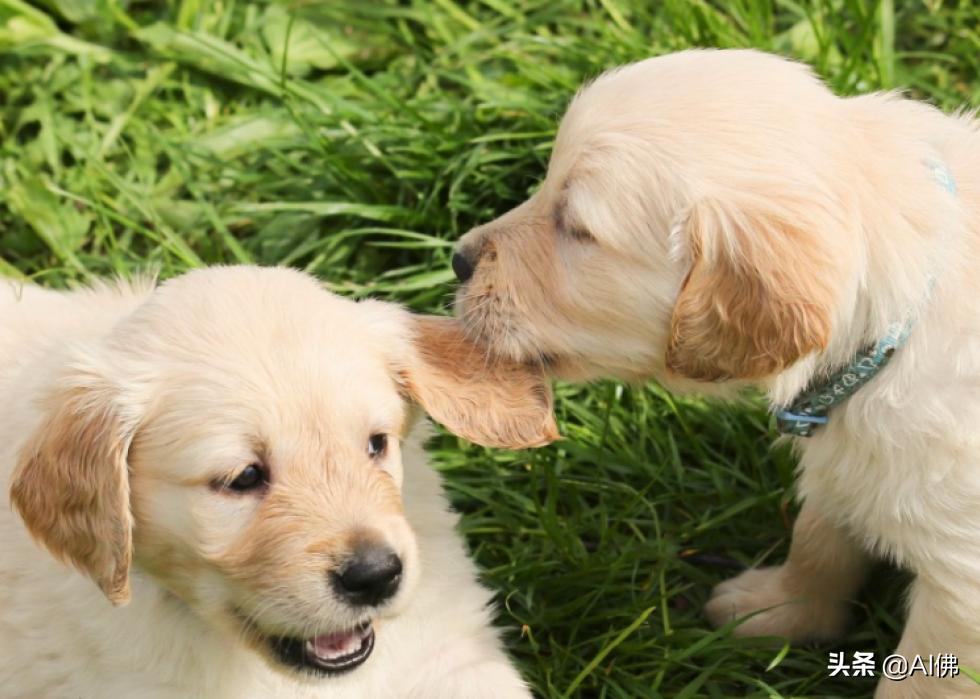 美国最受欢迎的100组小狗名字