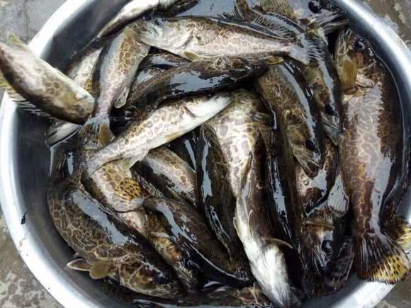 路亚野钓鳜鱼用多长竿,路亚竿野钓鳜鱼