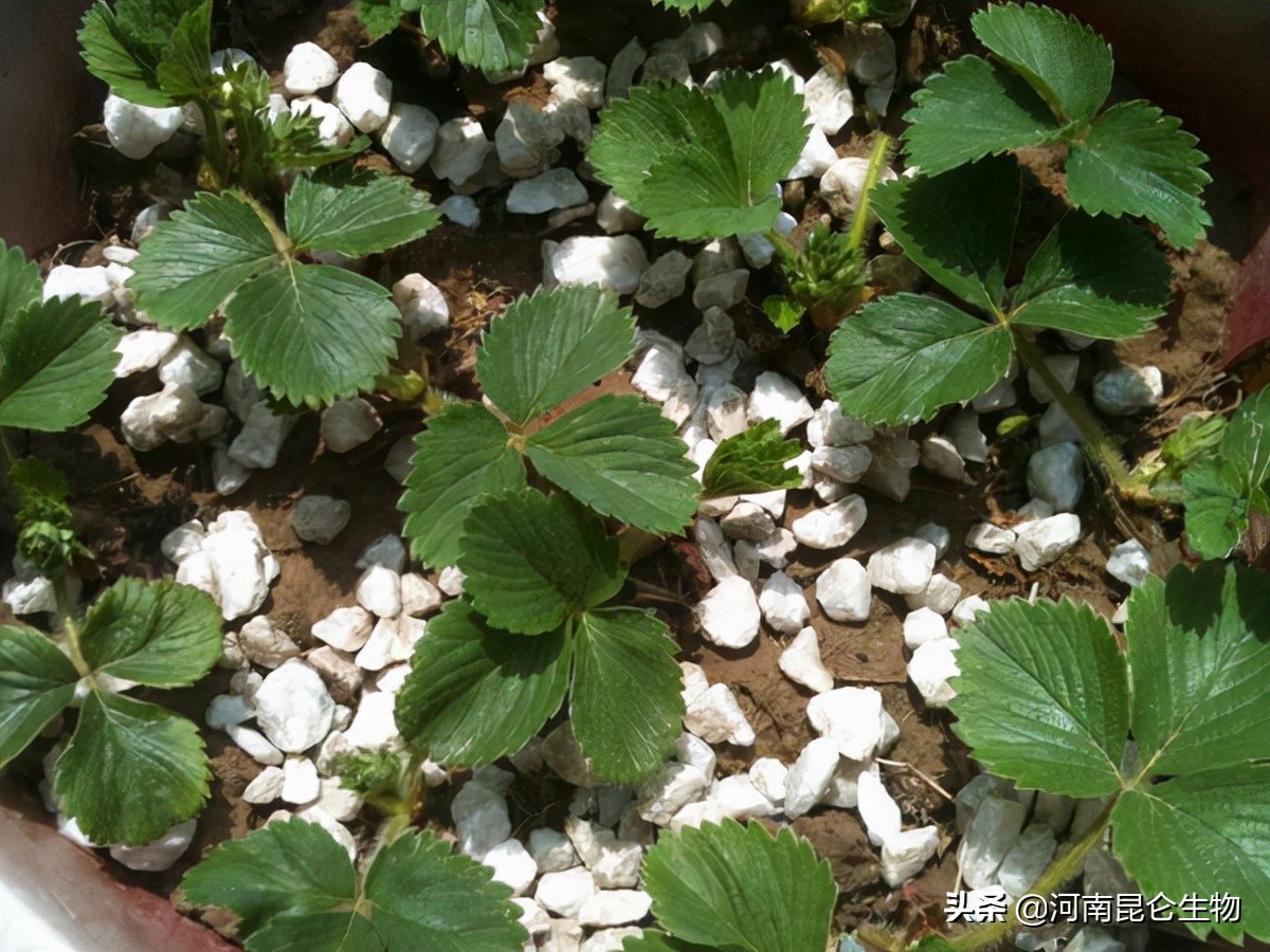 草莓烂根补救方法,草莓烂根病怎么防治